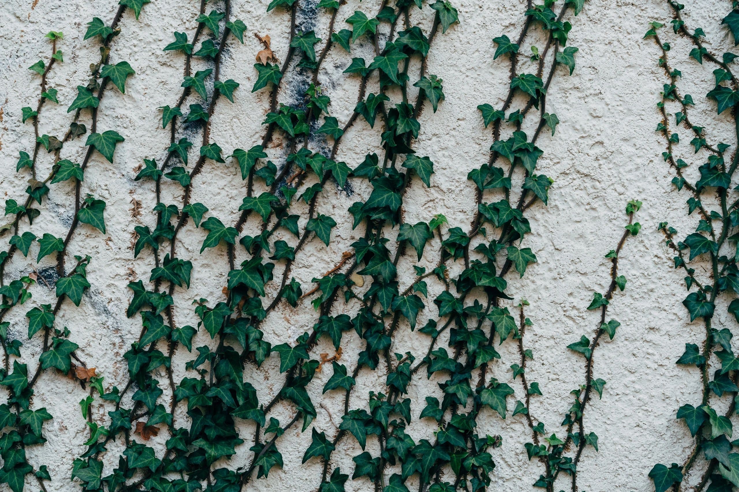 Green ivy vines climbing a textured wall